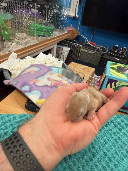 adoptable Guinea Pig in Scotts Valley, CA named Frannie