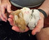 adoptable Guinea Pig in  named Frannie