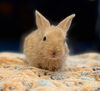 adoptable Rabbit in  named Amber
