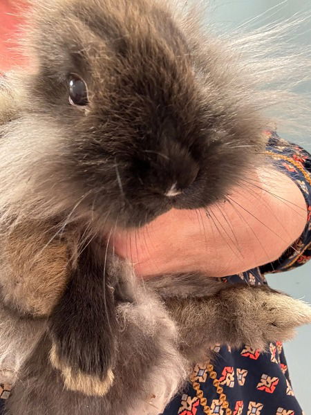 adoptable Rabbit in Scotts Valley, CA named Cassandra