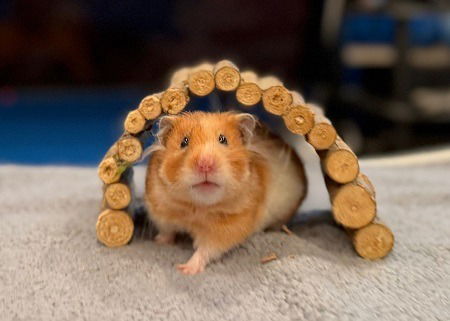 adoptable Hamster in Scotts Valley, CA named Daisy