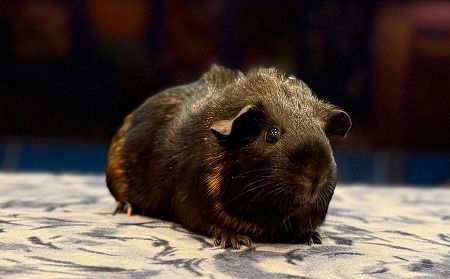 adoptable Guinea Pig in Scotts Valley, CA named Mocha