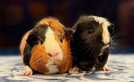 adoptable Guinea Pig in Scotts Valley, CA named Poppy & Millie