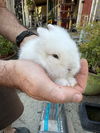 adoptable Rabbit in  named Bobbi