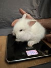 adoptable Rabbit in  named Belloni