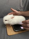 adoptable Rabbit in  named Beckett