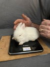 adoptable Rabbit in  named Brenn