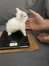 adoptable Rabbit in  named Bora Bora