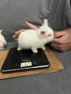 adoptable Rabbit in  named Beda