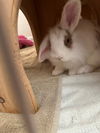 adoptable Rabbit in  named Breezy