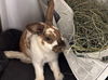adoptable Rabbit in  named Ivy
