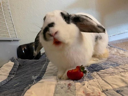 adoptable Rabbit in Scotts Valley, CA named Maximus