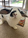 adoptable Rabbit in  named Maximus