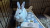 adoptable Rabbit in  named Sparky
