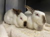 adoptable Rabbit in  named Lana & Lua (bonded pair)