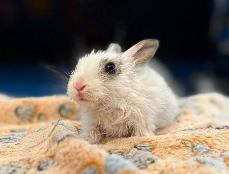 adoptable Rabbit in Scotts Valley, CA named Charlie