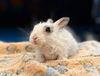 adoptable Rabbit in  named Charlie