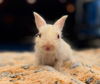 adoptable Rabbit in  named Salty