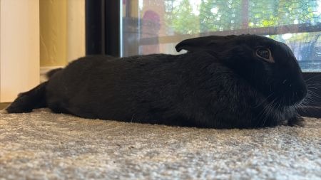 BEAUTY - Bunny Rabbit available for adoption
