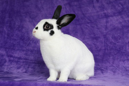 Viola Image
