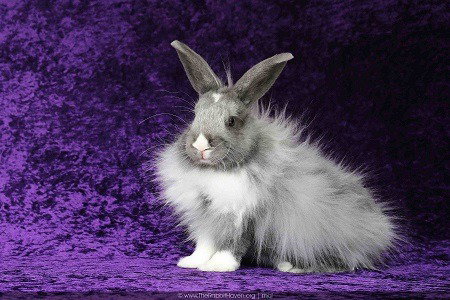 DAMARI - Dutch available for adoption