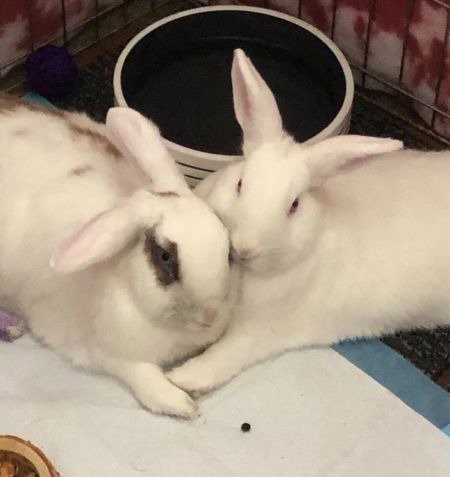 Trixie & Trinket (bonded pair) Image