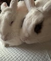 Trixie & Trinket (bonded pair) - Photo 2