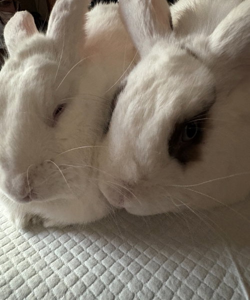 TRIXIE & TRINKET (BONDED PAIR) - Bunny Rabbit available for adoption