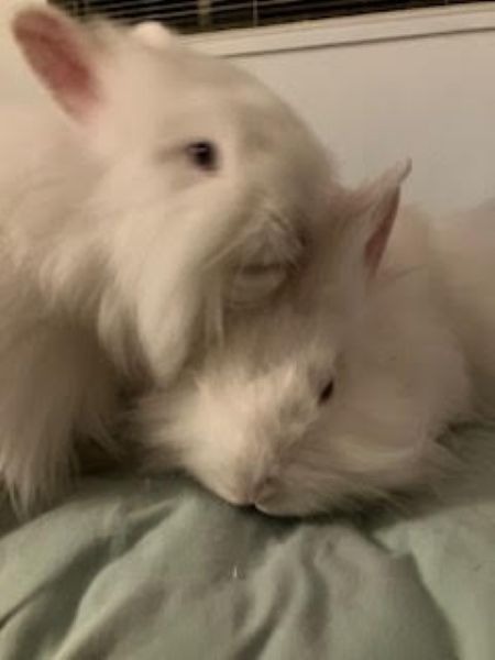 ADA