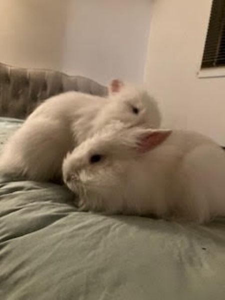 ADA - Lionhead available for adoption
