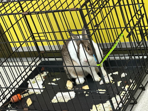 KIMORA - Dutch available for adoption