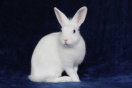 Nyxy Image
