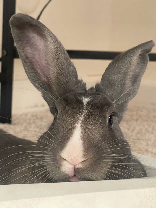Mylo