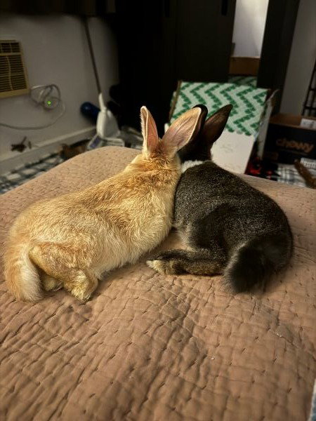 Pepper (part of bonded pair)