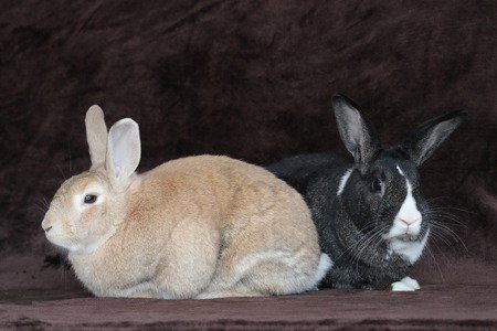 Potato & Pepper (bonded pair) Image