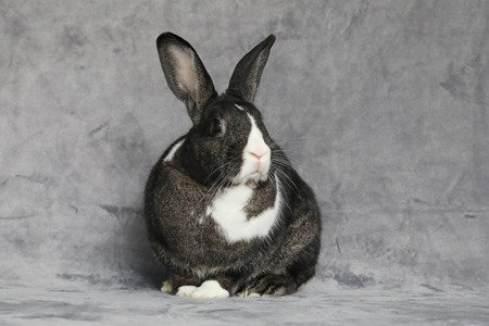 Photo 2 of Potato & Pepper (bonded pair)