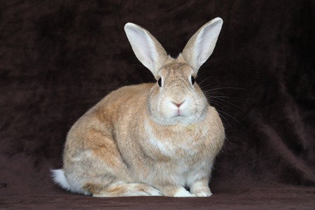 Photo 3 of Potato & Pepper (bonded pair)