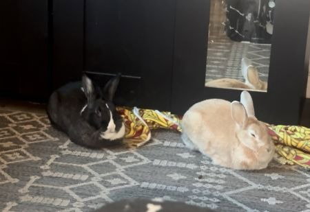 Potato & Pepper (bonded pair)