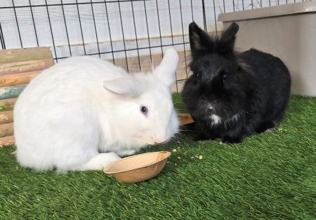Chili  & Marcille (bonded pair)
