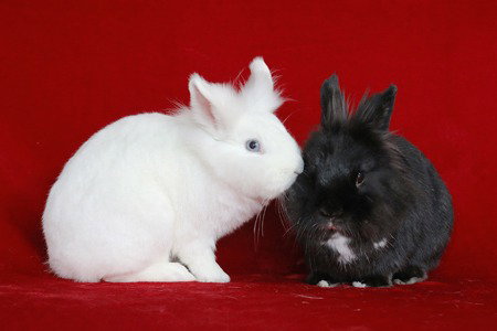 Chili  & Marcille (bonded pair) Image