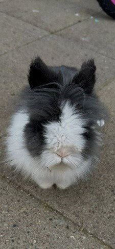 Peppermint Image