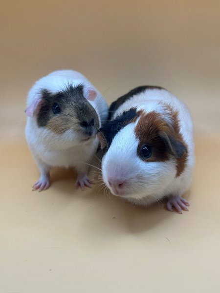 MOONBEAM & SUNNY - Guinea Pig available for adoption