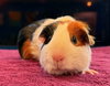 Moonbeam & Sunny - Photo 2