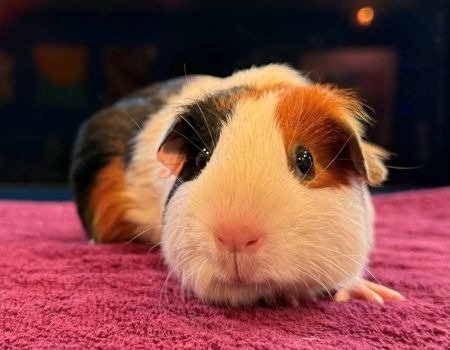 MOONBEAM & SUNNY - Guinea Pig available for adoption