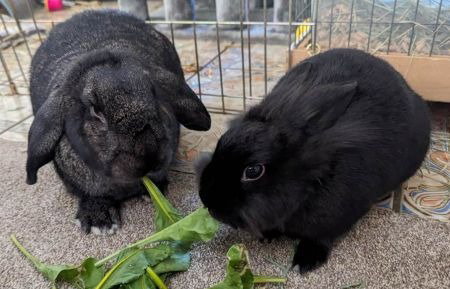 Lil Bunky and Anthony (bonded pair) Image