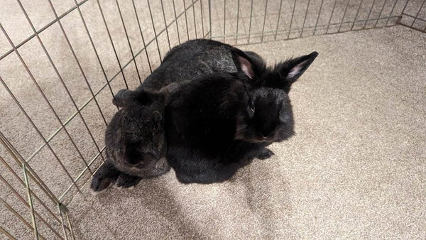 Lil Bunky and Anthony (bonded pair)