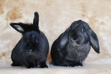 Lil Bunky and Anthony (bonded pair)
