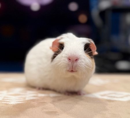 Mika Image