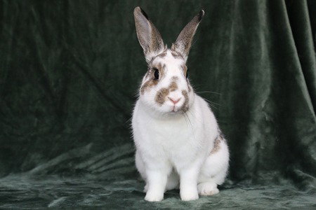 Timothy Image