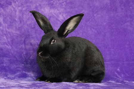Daniel, a rabbit for adoption from AVA The Rabbit Haven
